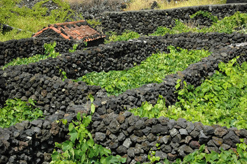 typical azores vinyard