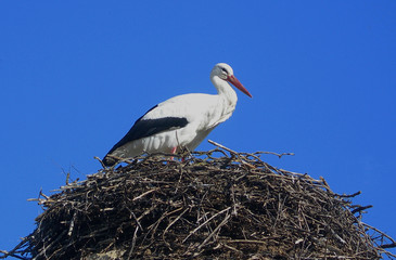 cigogne