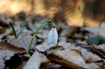 snowdrop flower in forest alone