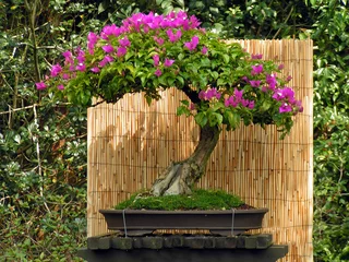 Peel and stick wall murals Bonsai bonsai bouganvillea