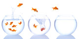 goldfish splash