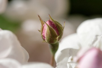 bourgeon de printemps