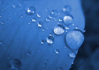 blue drops