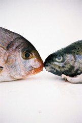 fishes