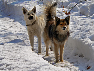 dogs on snow 4