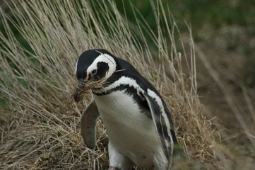 magellanic penguin making nest