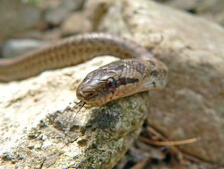 dione snake (elaphe dione)