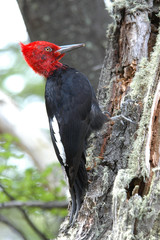 magellanic woodpecker male