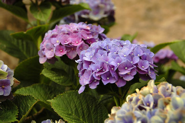 Fototapeta premium hydrangea in the azores
