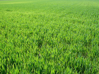 green field background, near to horizon