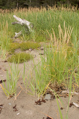 plage de l'île verte