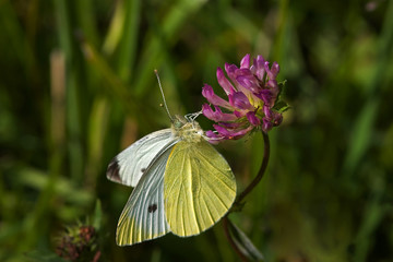 cabbage white butterfly