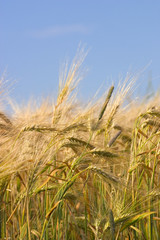 champ de céréales 3