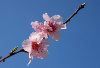printemps des fruitiers