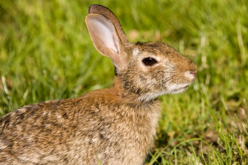 wild rabbit