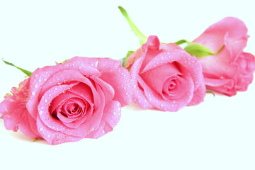 pink roses