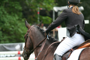 racing horse