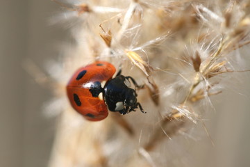 ladybug