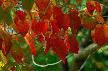 dogwood on the fall