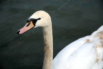 tête de cygne