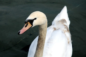 tête de cygne