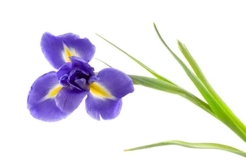 Keuken foto achterwand Iris bloem