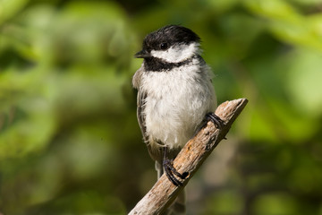 black capped chickadee