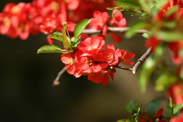 red flowers tree with shallow depth of field