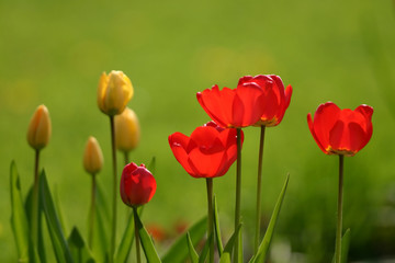 red and yellow tulips with shallow depth of field