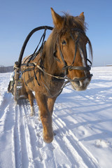 winter in siberia