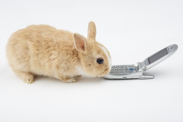 brown-white bunny with mobile phone, isolated
