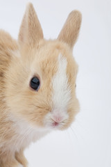 brown-white bunny, isolated on white