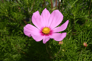 Obraz premium pink flower in the garden