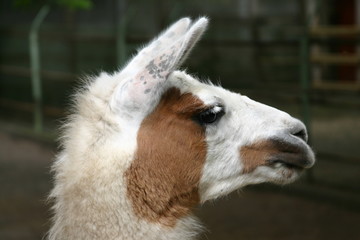 brown-white llama head