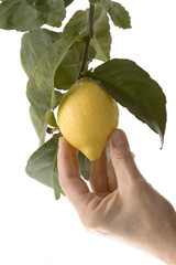 hand picking a lemon from branch