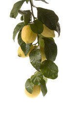 cluster of low hanging lemons
