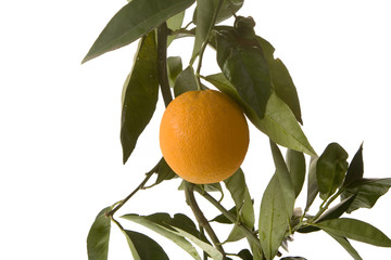 orange amid a branch with leaves