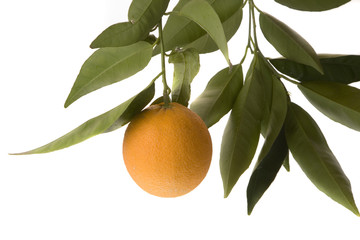 orange hanging from tree with several leaves