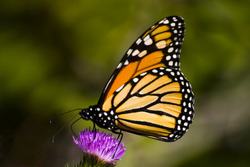 Fototapeta na wymiar Monarch Butterfly na fioletowy kwiat ostu