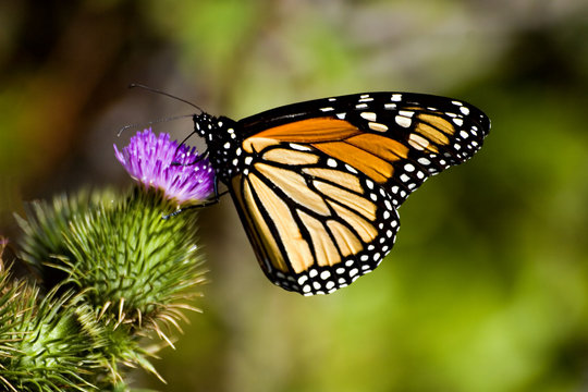 monarch butterfly on a thistle flower