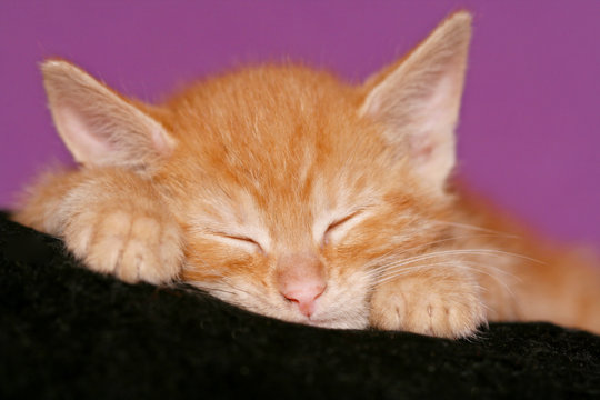 sieste