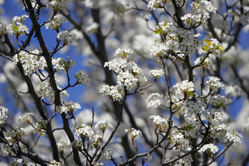 tree in blossom