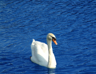 Obraz premium beautiful swan on crystal blue lake