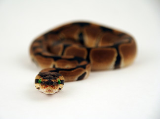 head on perspective of snake slithering