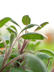 küchenkräuter salbei