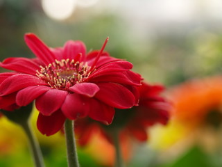mageriten gerbera jamesonii