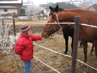 girl feeding a horse
