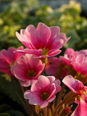 blumen fotografie geranie