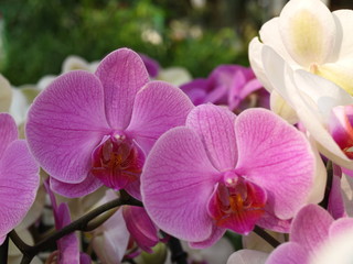 Fototapeta na wymiar Cymbidium orchid strzał blisko
