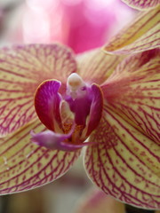 orchidee cymbidium nah aufnahme